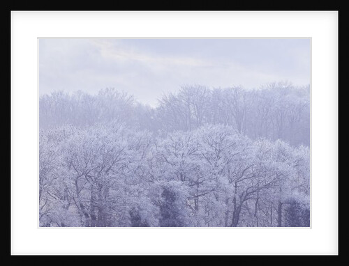 Misty forest by Assaf Frank
